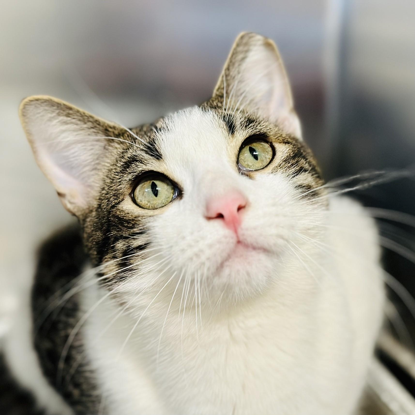 Enlarge Pooh Bear , a ADOPTABLE Domestic Short Hair in Jackson, NJ image 1/2