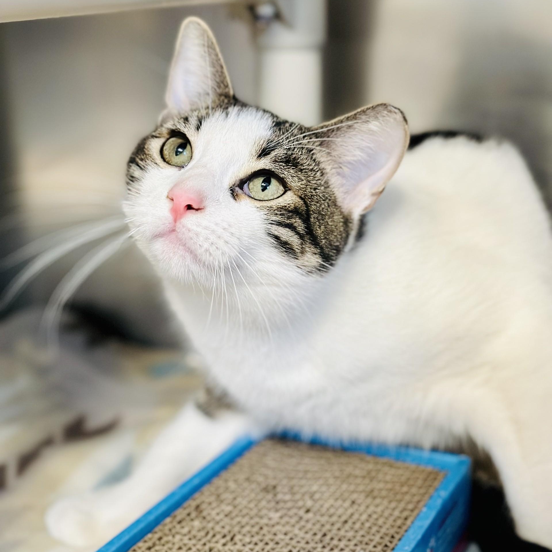 Enlarge Pooh Bear , a ADOPTABLE Domestic Short Hair in Jackson, NJ image 2/2