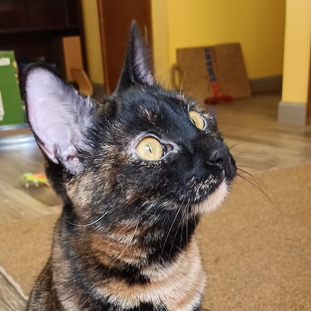 Lacy, Adoptable, Young Female Tortoiseshell & Domestic Short Hair.