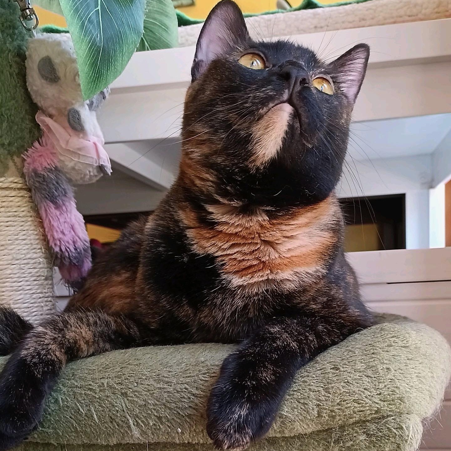 Enlarge Lacy, a Adoptable mixed breed in Springfield, OR image 2/5