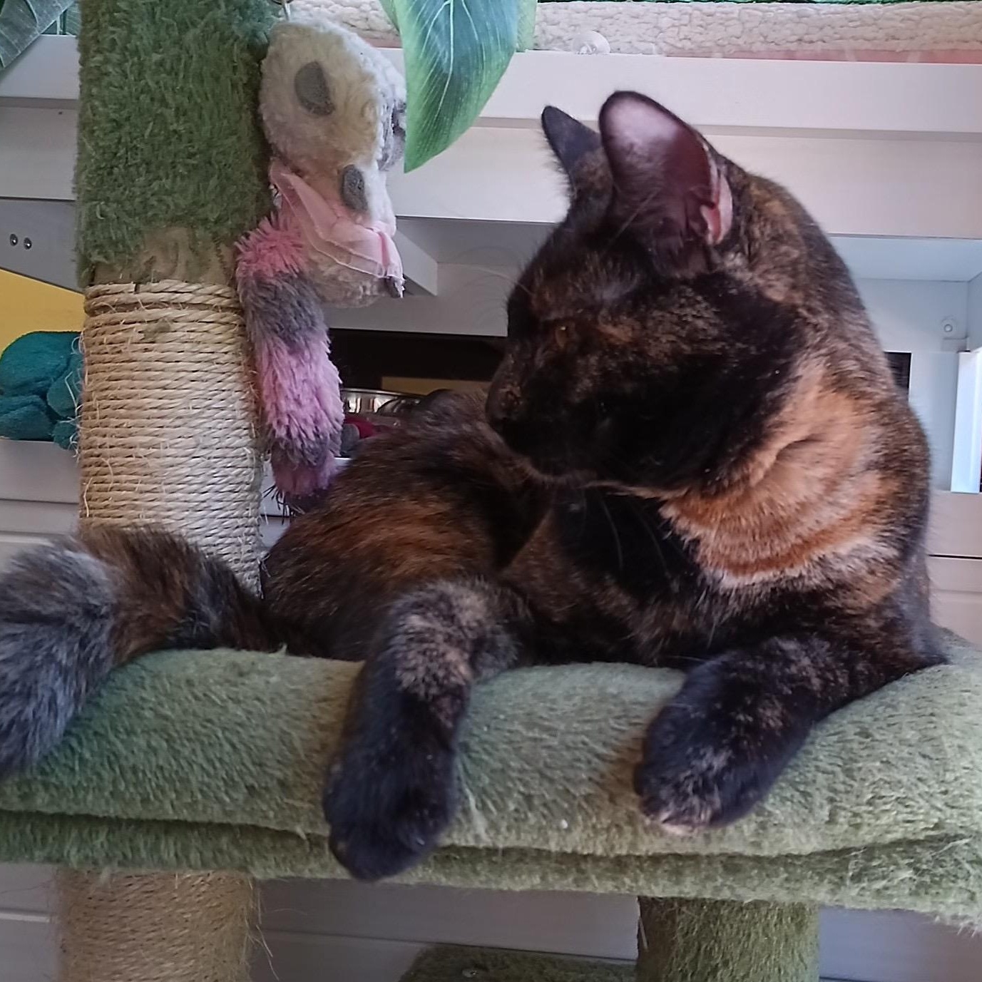 Enlarge Lacy, a Adoptable mixed breed in Springfield, OR image 3/5