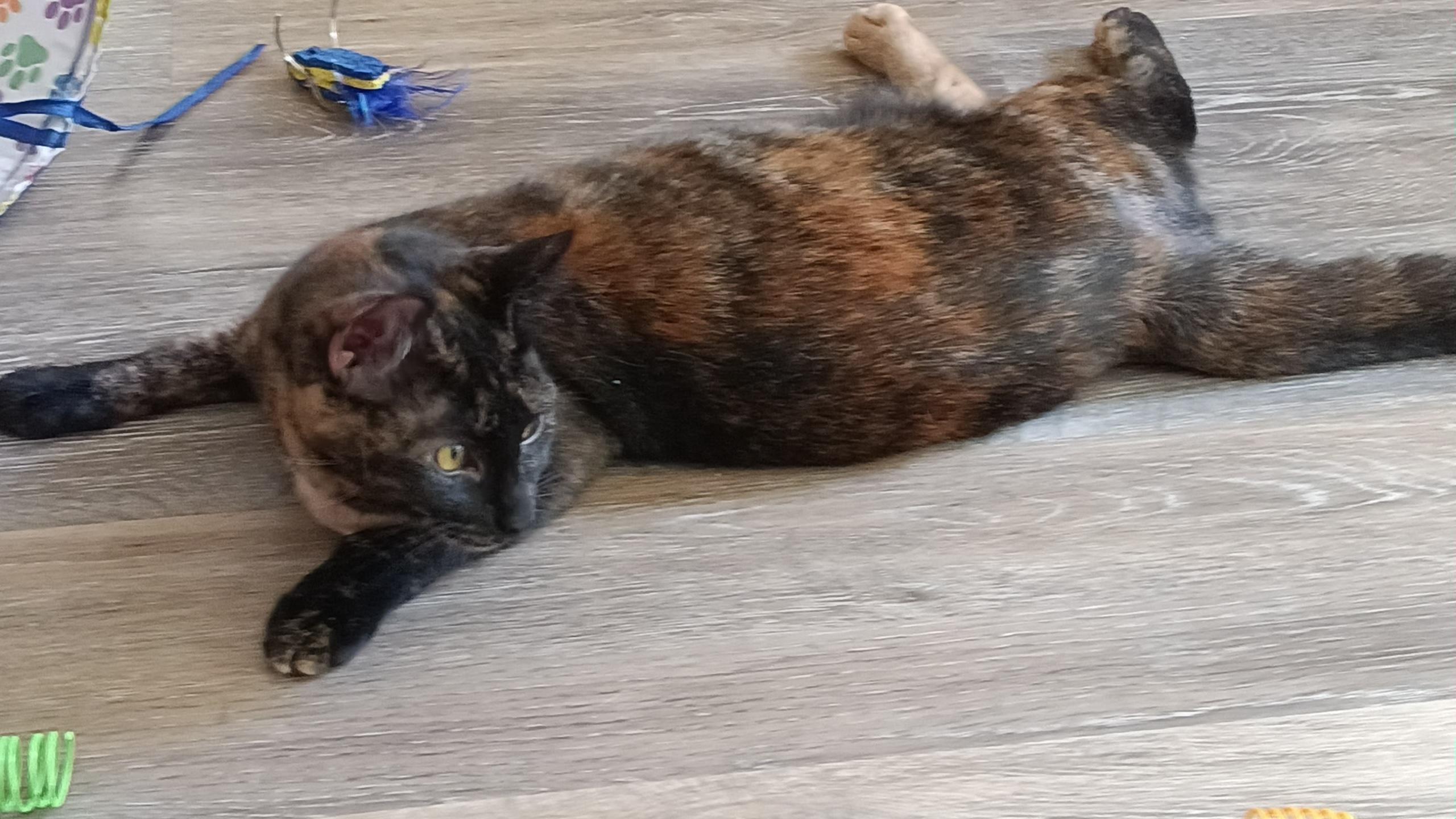 Enlarge Lacy, a Adoptable mixed breed in Springfield, OR image 4/5