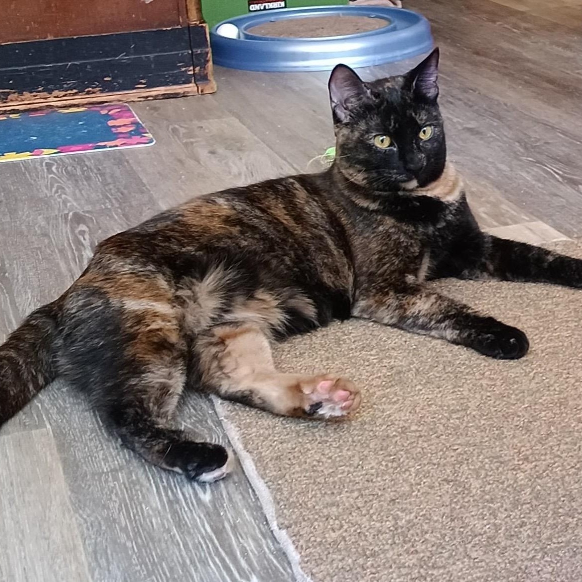 Enlarge Lacy, a Adoptable mixed breed in Springfield, OR image 5/5