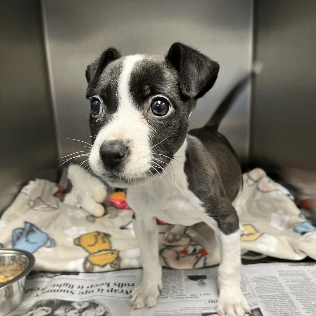 Dog for adoption Queenie, a Terrier Mix in Kansas City, KS Petfinder