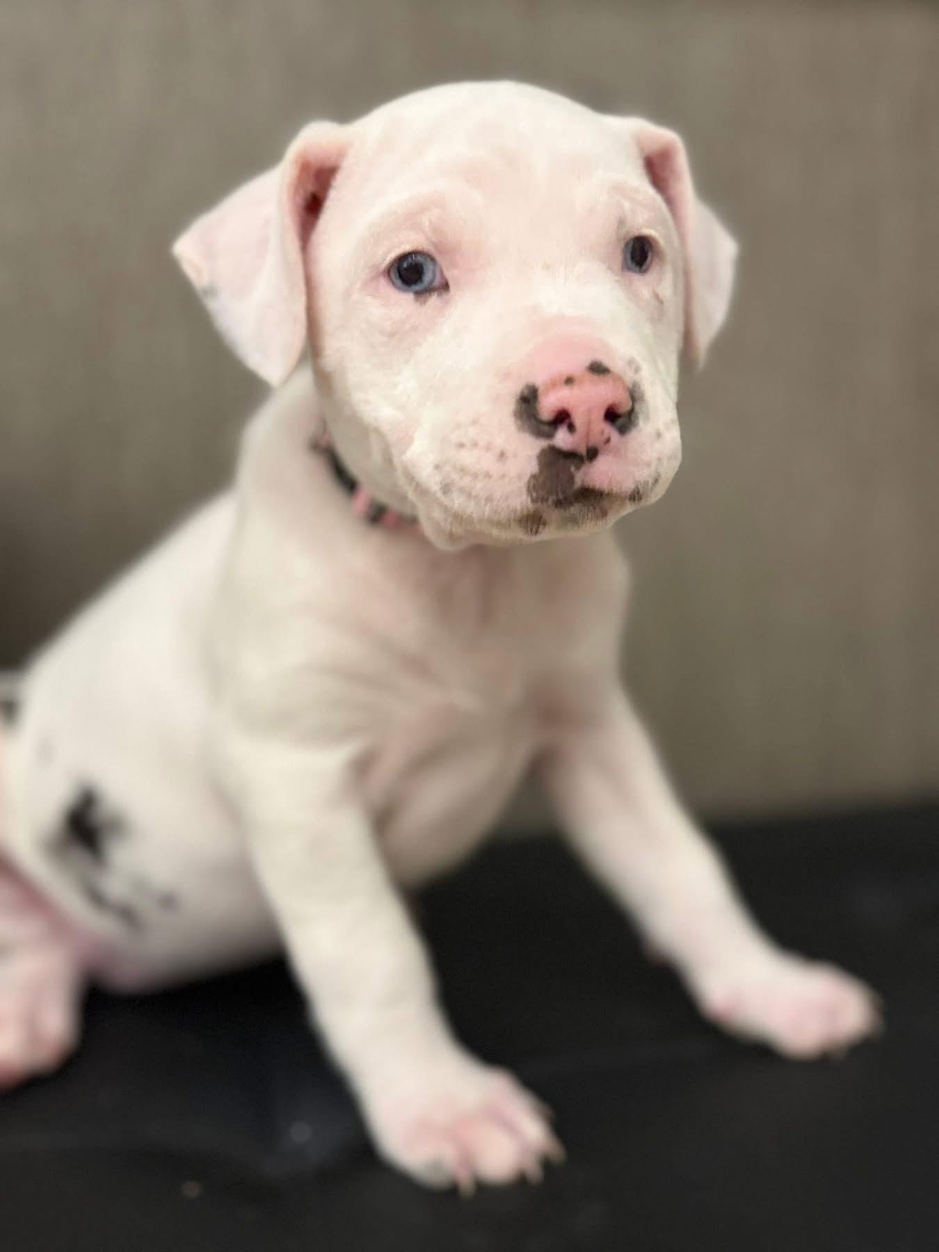 Margo (Ruby Sue pup)