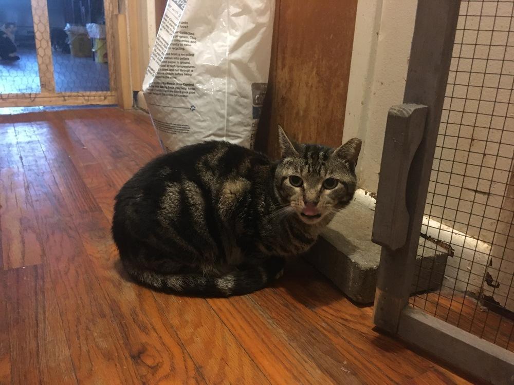 Bruno, Adoptable, Adult Male Domestic Short Hair.