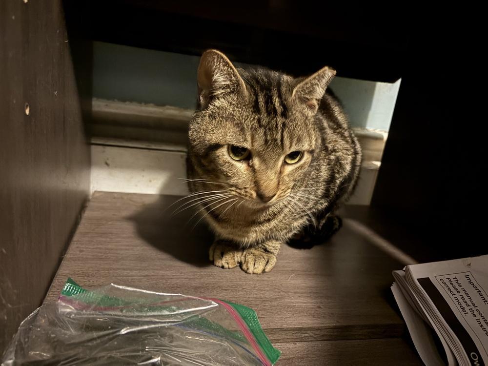 Enlarge Bruno, a Adoptable Domestic Short Hair in Central Islip, NY image 2/2