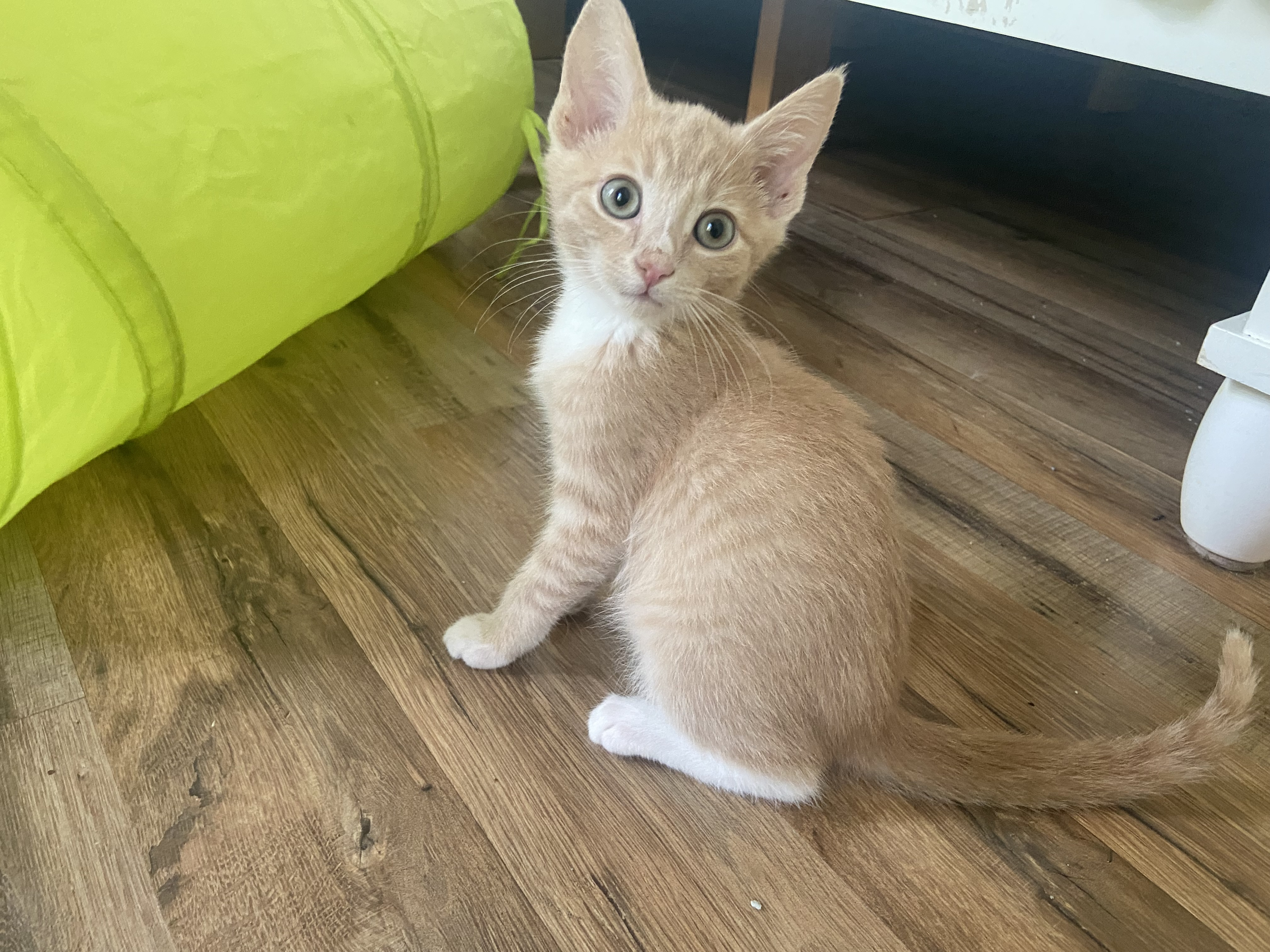 Nico (ALM-fostered in New England)