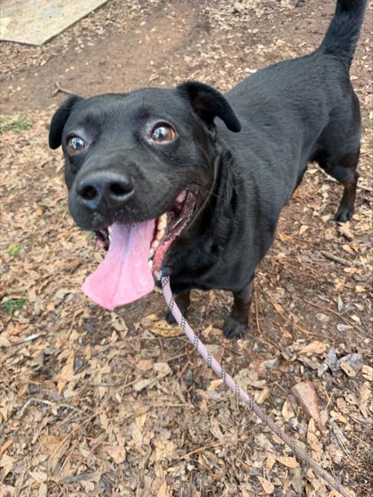 Motif, a Adoptable Mixed Breed in Chamblee, GA image 2/3