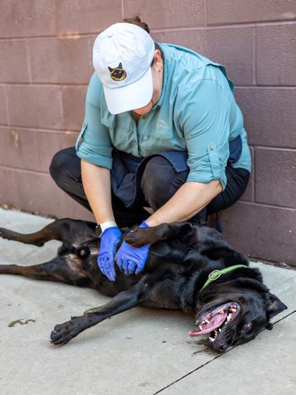 Enlarge Motif - IN FOSTER, a Adoptable Mixed Breed in Chamblee, GA image 3/3