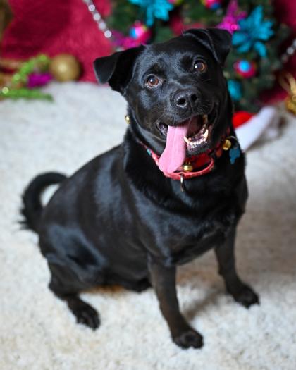 Motif, a Adoptable Mixed Breed in Chamblee, GA image 3/3