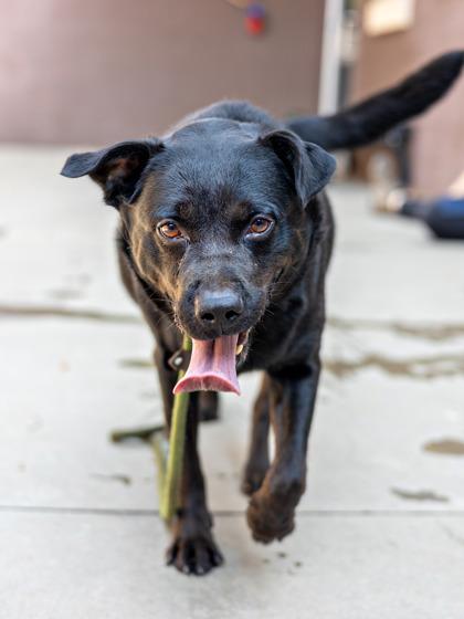 Enlarge Motif - IN FOSTER, a Adoptable Mixed Breed in Chamblee, GA image 4/5
