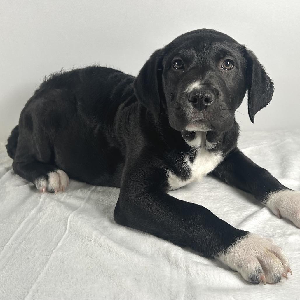Colton, Adoptable, Puppy Male Saint Bernard.