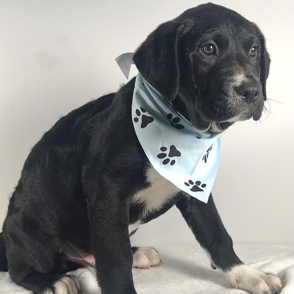 Enlarge Colton, a Adoptable Saint Bernard in Johnson City, TN image 3/3