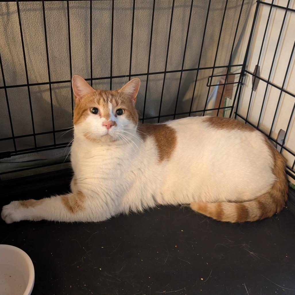 Enlarge Dallas, a Adoptable Domestic Short Hair in Natick, MA image 1/2