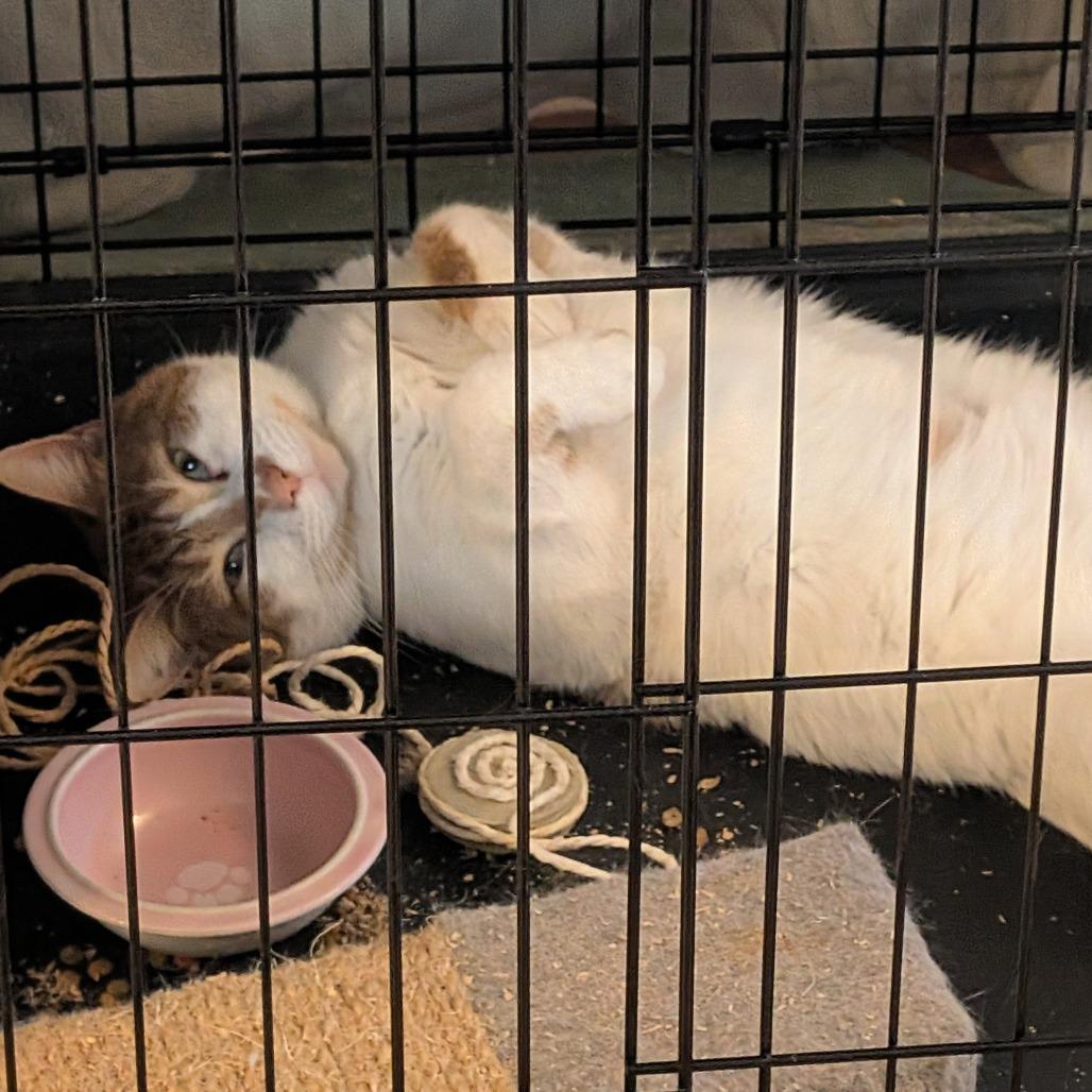 Enlarge Dallas, a Adoptable Domestic Short Hair in Natick, MA image 2/2