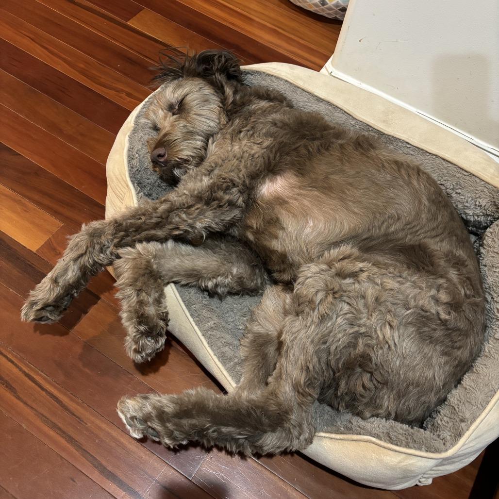 Chili, Adoptable, Adult Male Labrador Retriever & Standard Poodle.