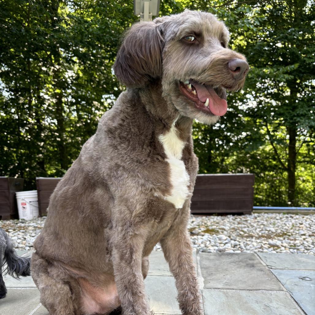Enlarge Chili, a Adoptable mixed breed in Fairfax, VA image 2/6