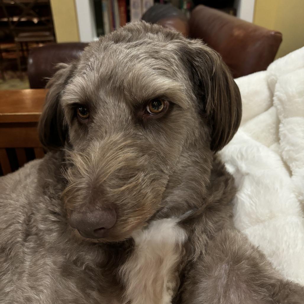 Enlarge Chili, a Adoptable mixed breed in Fairfax, VA image 5/6