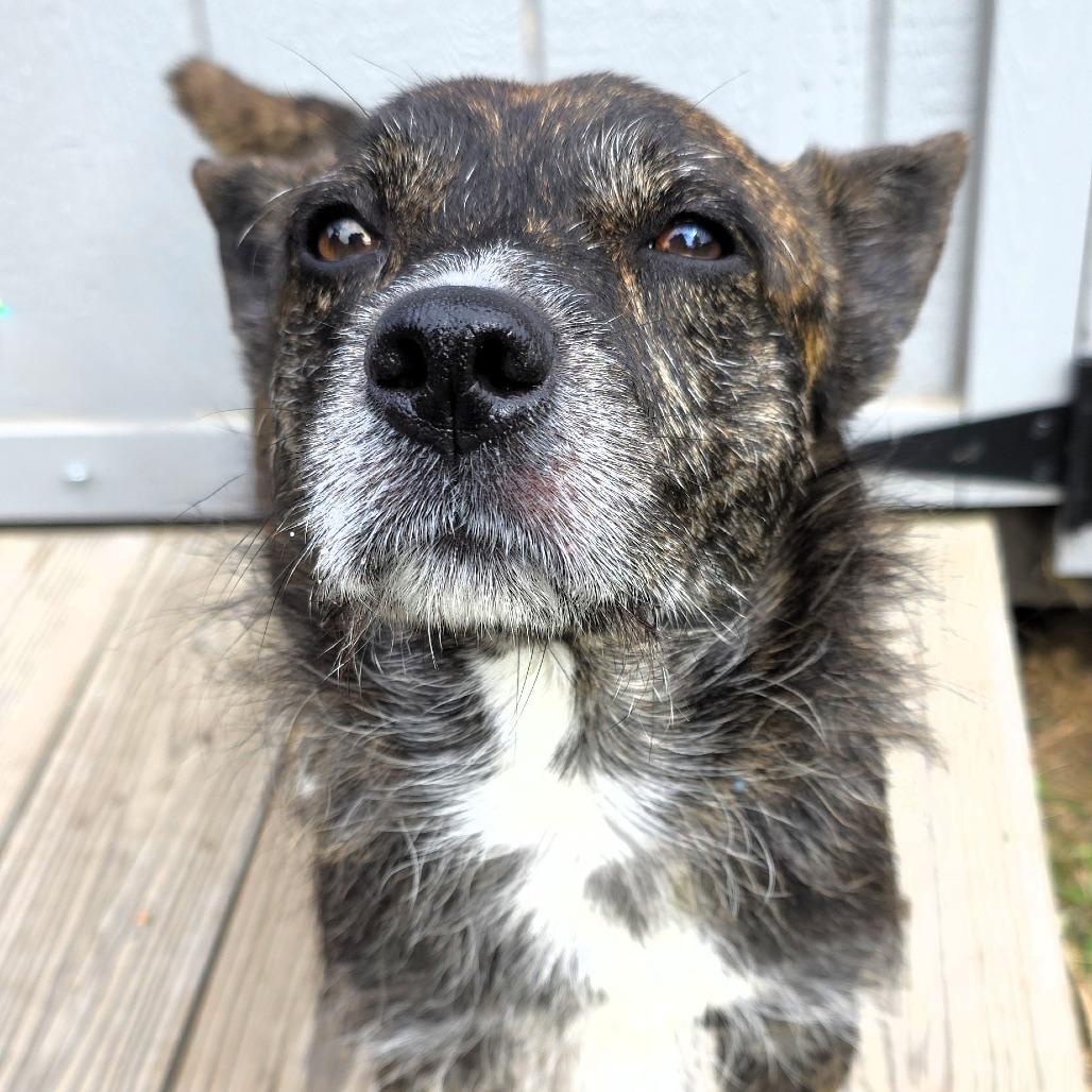 Enlarge Finn, a Adoptable Mixed Breed in Michigan City, IN image 1/6
