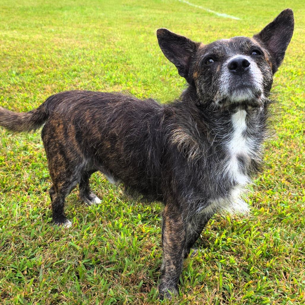 Enlarge Finn, a Adoptable Mixed Breed in Michigan City, IN image 2/6
