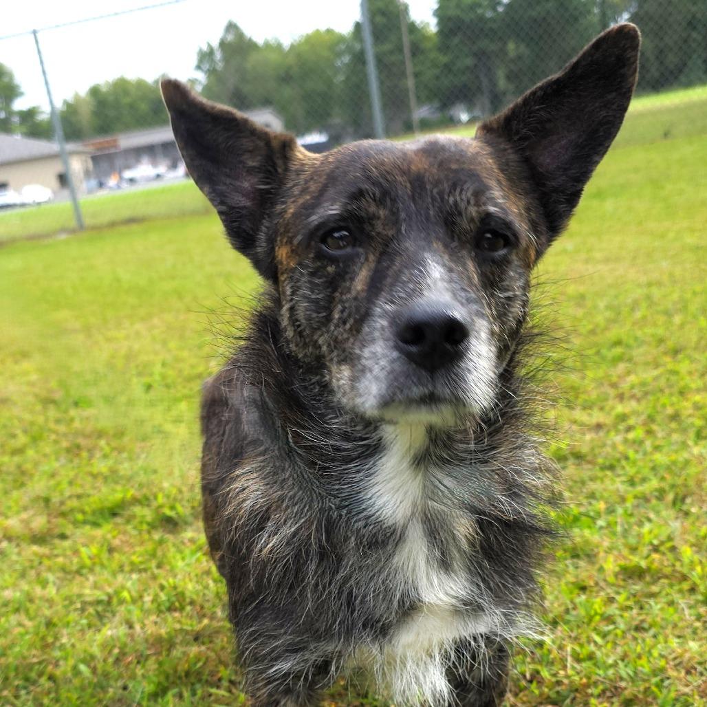 Enlarge Finn, a Adoptable Mixed Breed in Michigan City, IN image 4/6