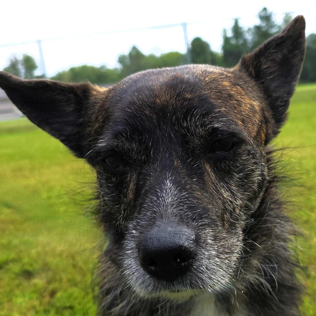 Enlarge Finn, a Adoptable Mixed Breed in Michigan City, IN image 5/6