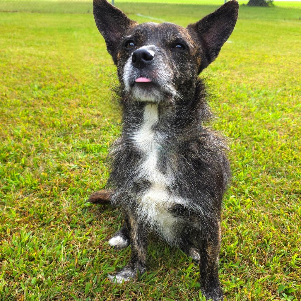 Enlarge Finn, a Adoptable Mixed Breed in Michigan City, IN image 6/6