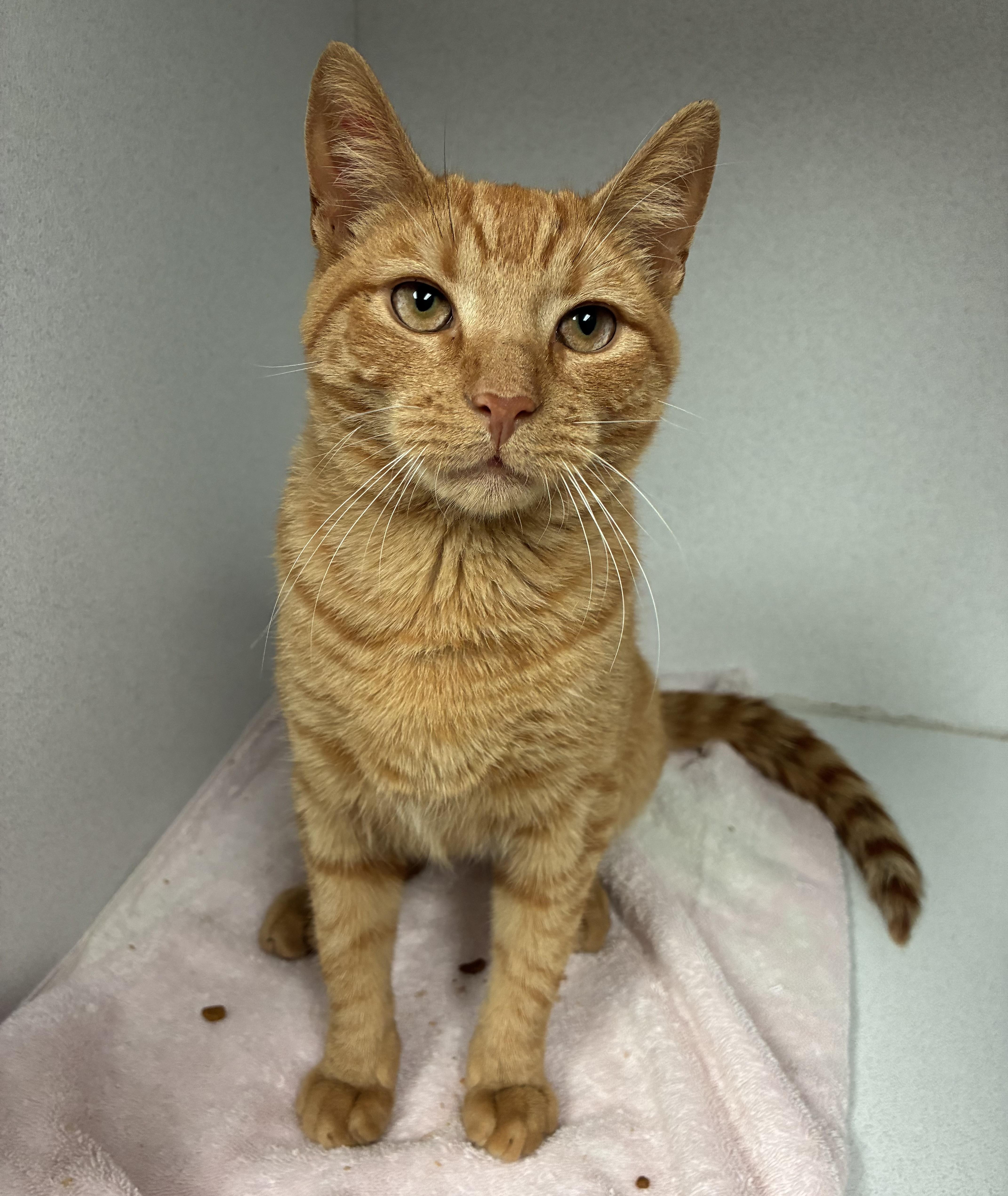 Enlarge Einstein, a ADOPTABLE Domestic Short Hair in Breinigsville, PA image 1/1