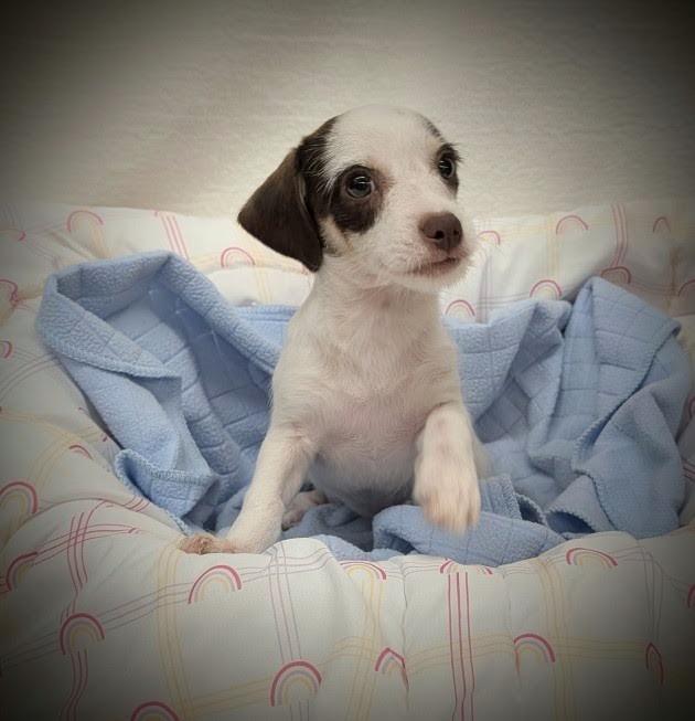 Peewee, ADOPTABLE, Young Male Chihuahua.