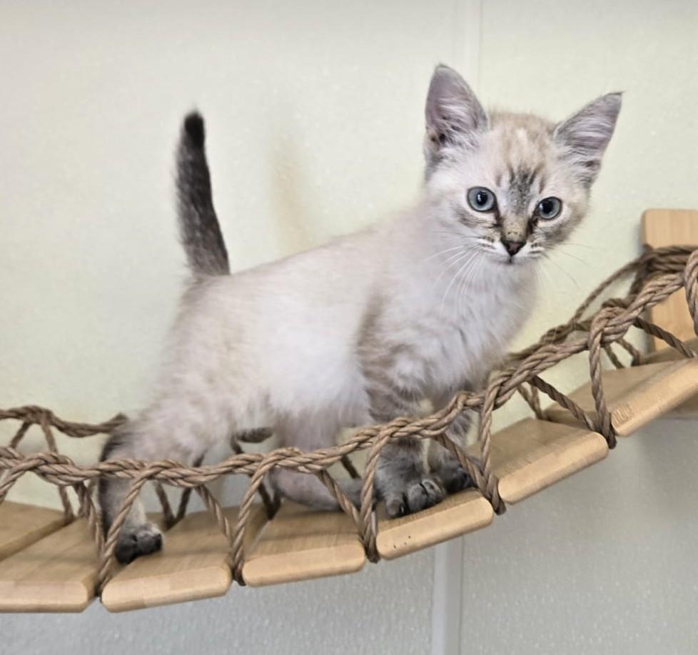 Snowball, an adoptable Siamese in Larned, KS, 67550 | Photo Image 1