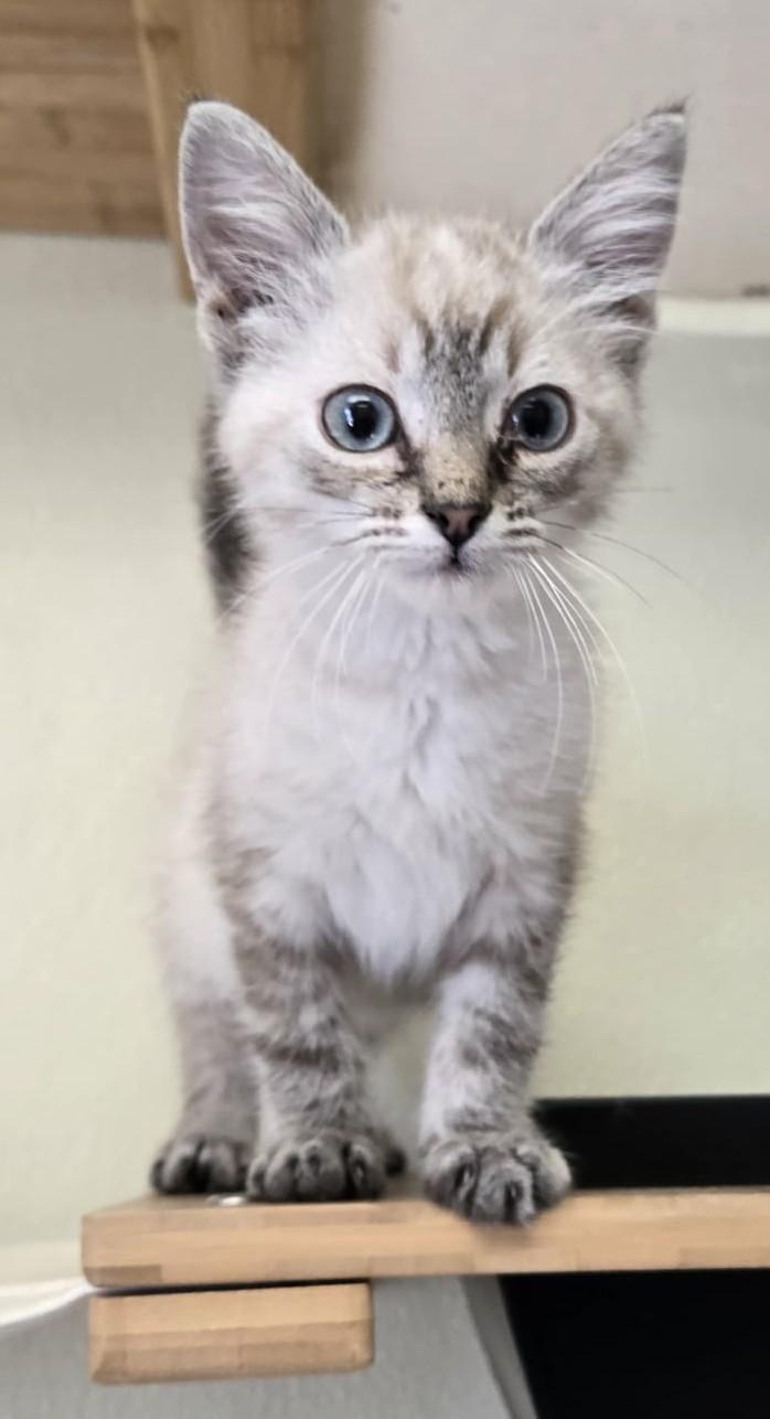 Snowball, an adoptable Siamese in Larned, KS, 67550 | Photo Image 2