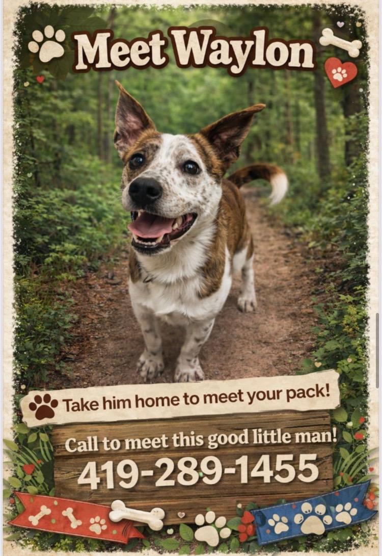 Enlarge Waylon , an adopted mixed breed in Ashland, OH image 2/2