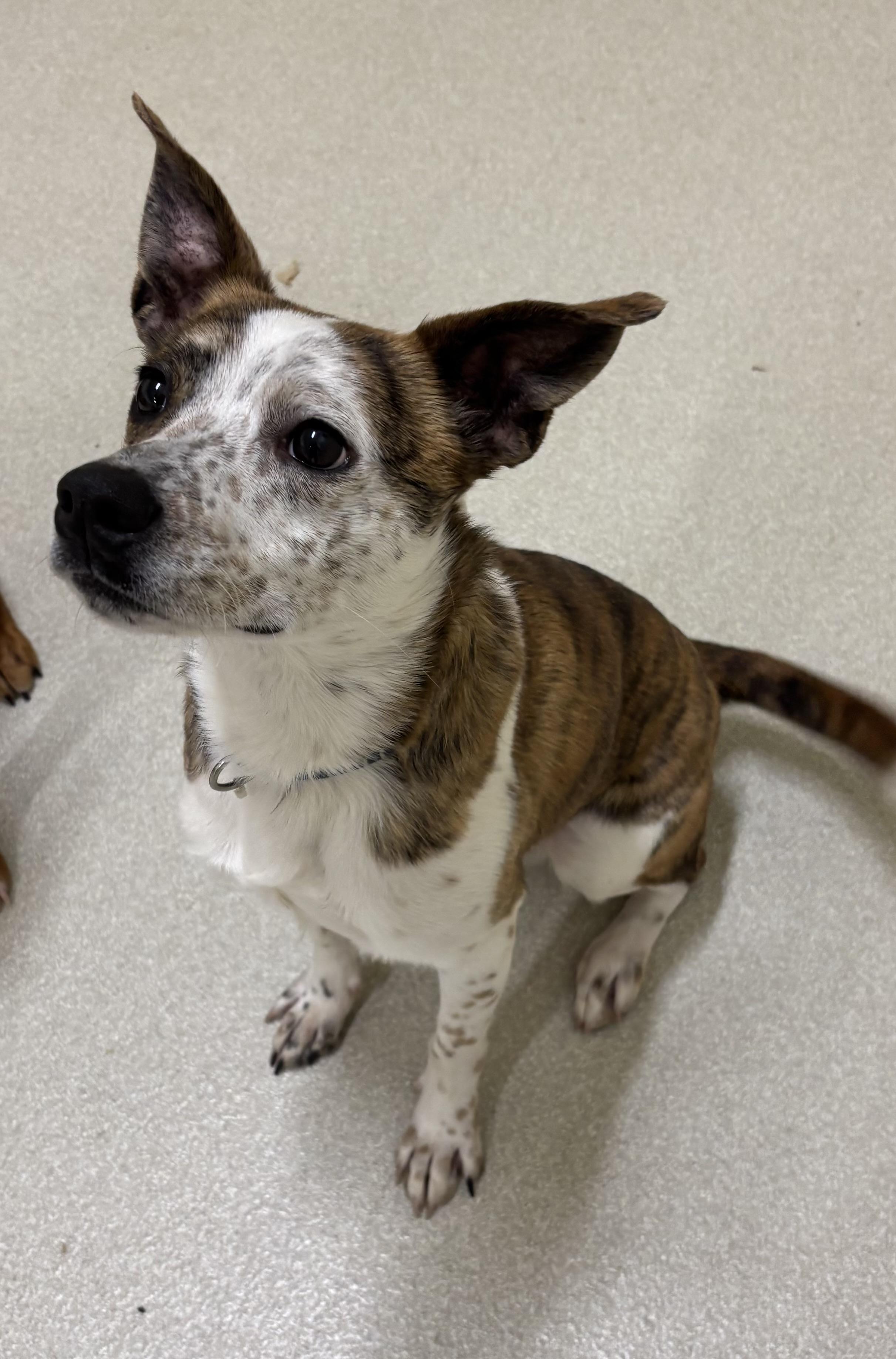 Enlarge Waylon , an adopted mixed breed in Ashland, OH image 1/2