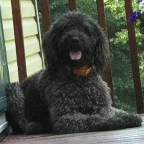 Sapphire, Adoptable, Young Female Kerry Blue Terrier & Poodle.