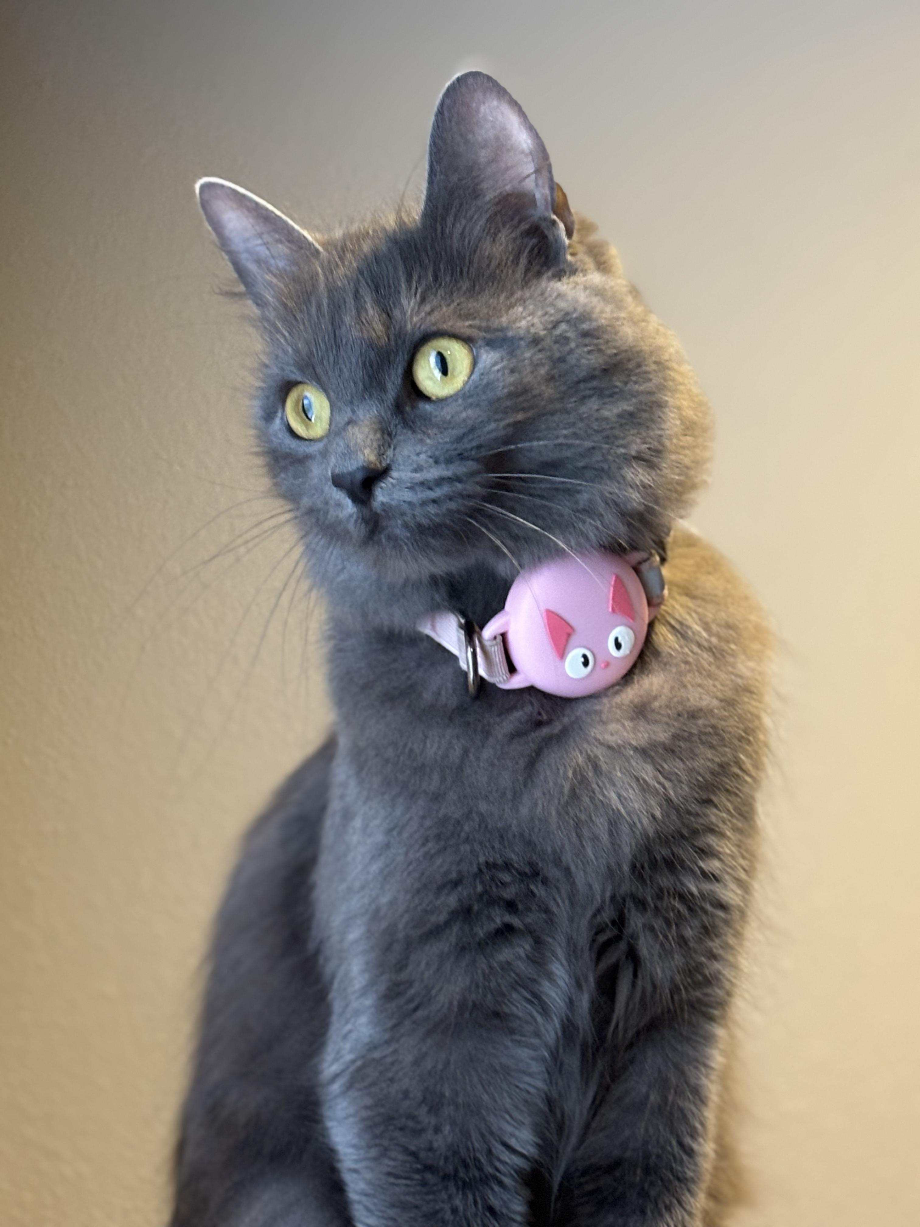 Ms. Claws aka Mama Kitty