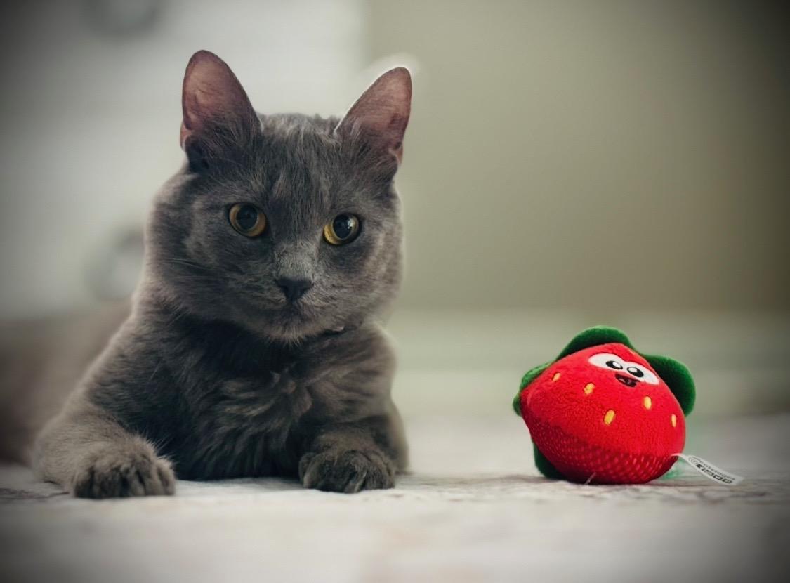 Ms. Claws aka Mama Kitty, a Adoptable Domestic Medium Hair in Springfield, OR image 3/6