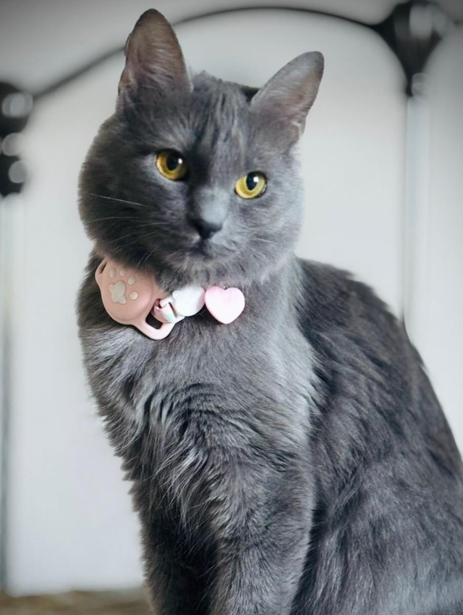 Ms. Claws aka Mama Kitty, a Adoptable Domestic Medium Hair in Springfield, OR image 2/6