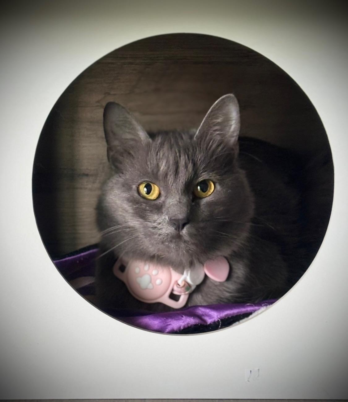 Ms. Claws aka Mama Kitty