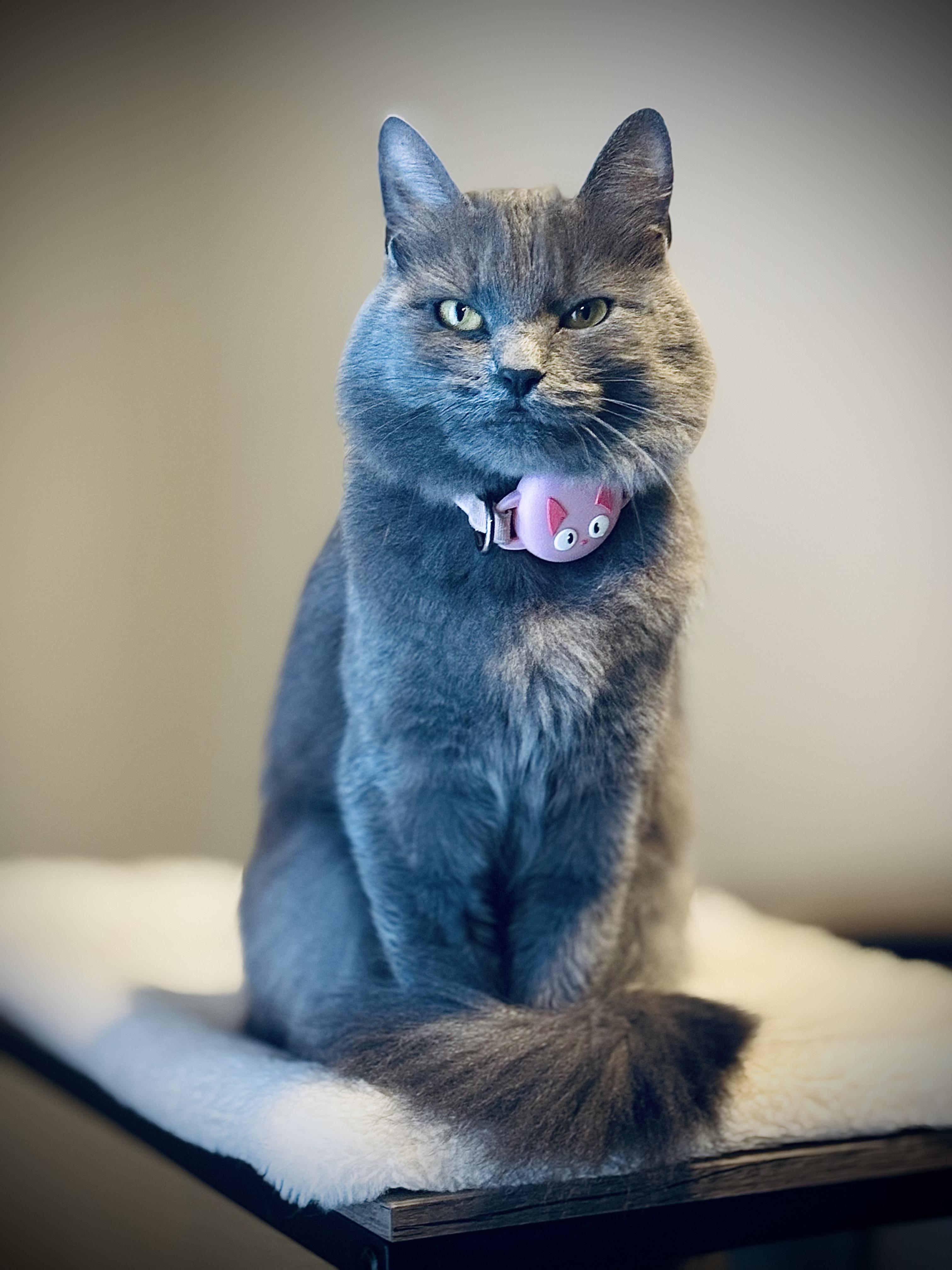 Ms. Claws aka Mama Kitty