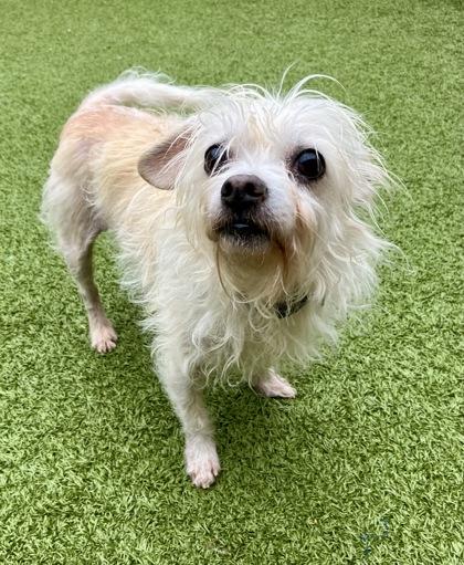 Rider, Adoptable, Adult Male Mixed Breed & Mixed Breed.