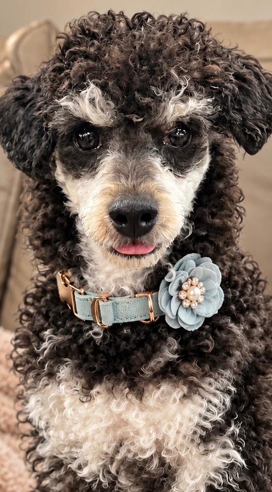 Frankie, Adoptable, Puppy Male Poodle.