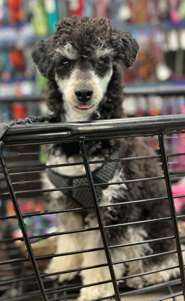 Enlarge Frankie, a Adoptable Poodle in West Bloomfield, MI image 2/5