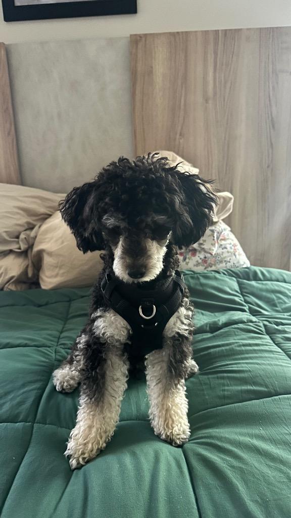 Enlarge Frankie, a Adoptable Poodle in West Bloomfield, MI image 3/5