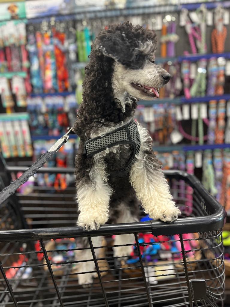Enlarge Frankie, a Adoptable Poodle in West Bloomfield, MI image 4/5