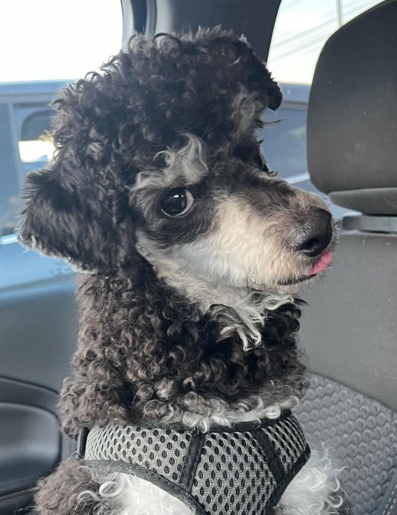 Enlarge Frankie, a Adoptable Poodle in West Bloomfield, MI image 5/5