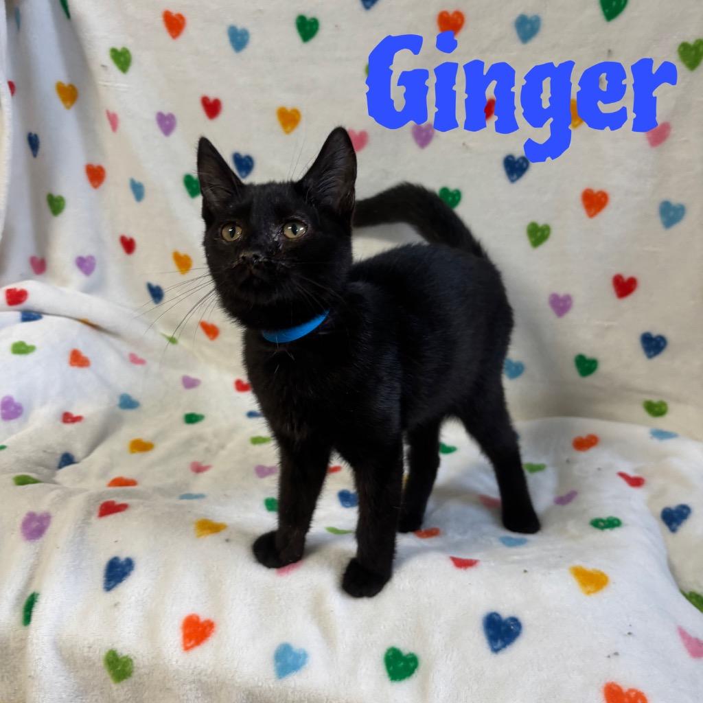 Ginger, Adoptable, Kitten Male Domestic Short Hair.