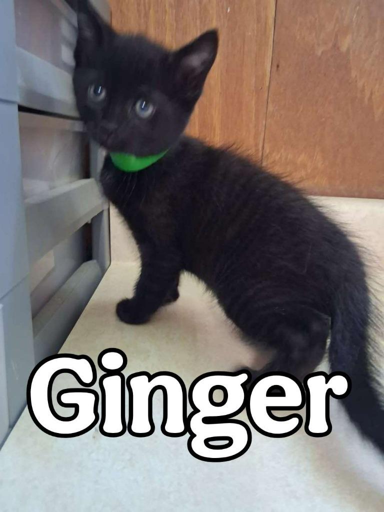 Ginger, Adoptable, Kitten Male Domestic Short Hair.