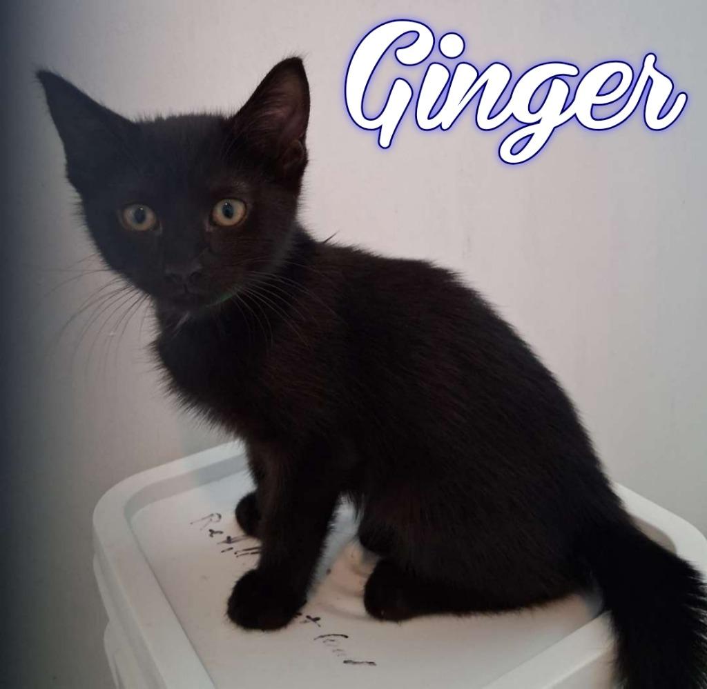 Ginger, a Adoptable Domestic Short Hair in Hillsboro, OH image 2/2