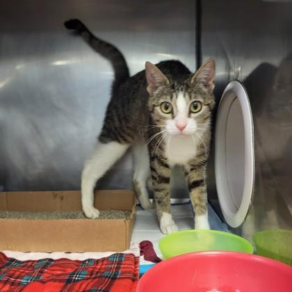 Orange Blossom, Young Female Domestic Short Hair